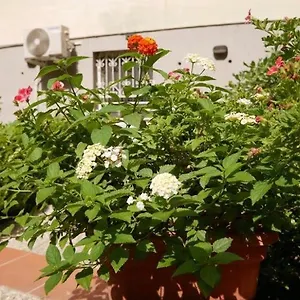 House With Garden And Parking Space In Mergellina Appartamento